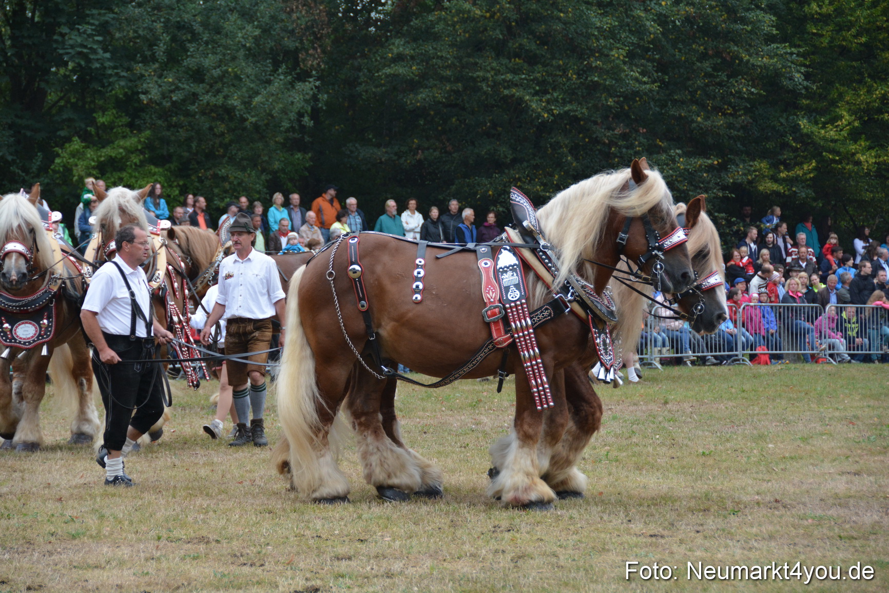 Pferde und Fohlenschau 170815 0139