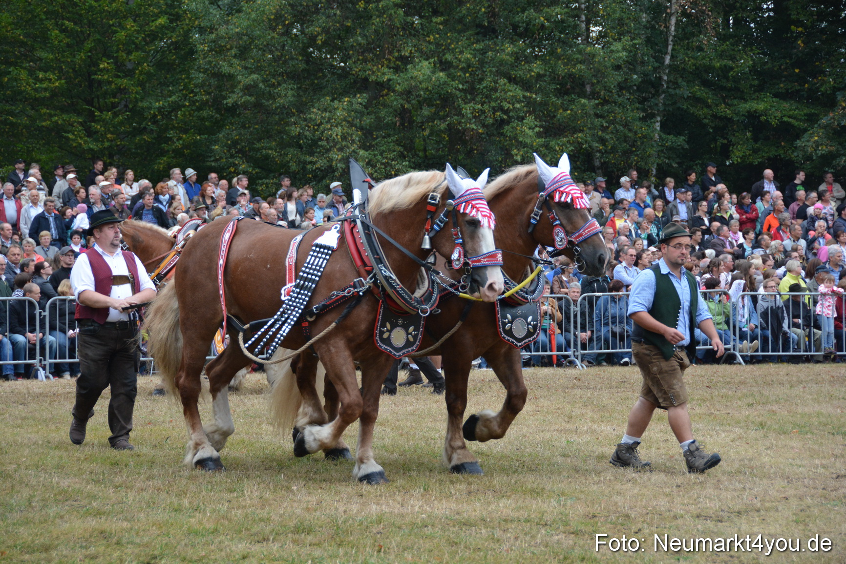 Pferde und Fohlenschau 170815 0141