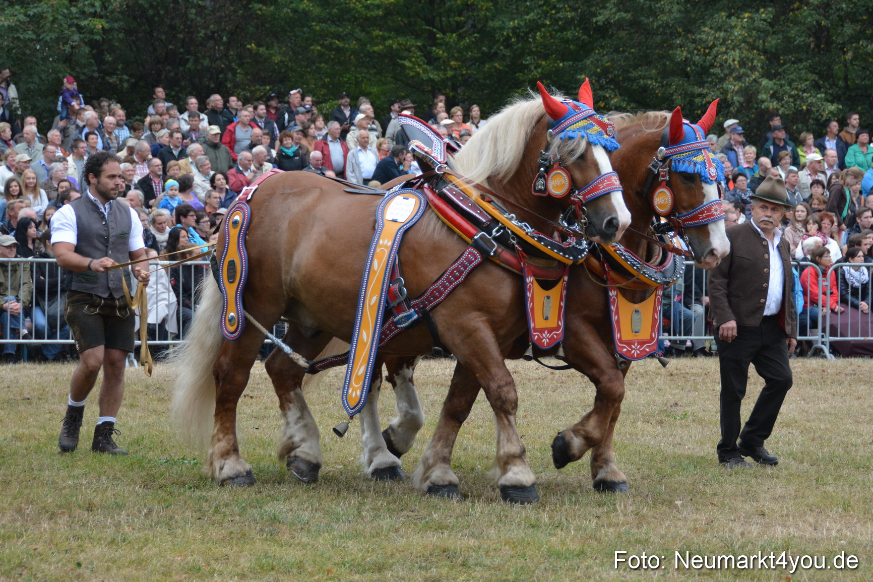 Pferde und Fohlenschau 170815 0142