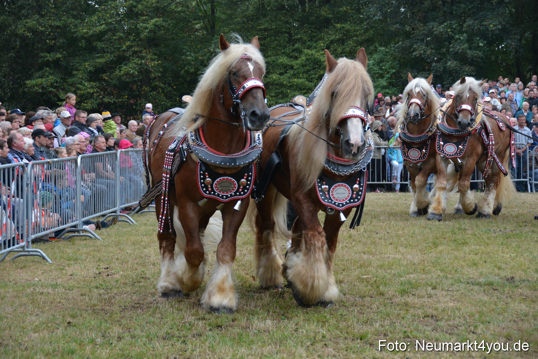 Pferde und Fohlenschau 170815 0144