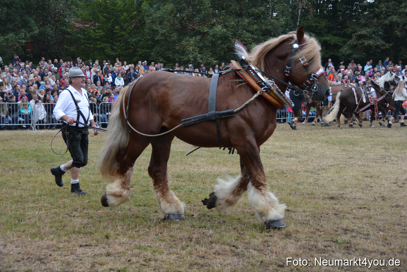 Pferde und Fohlenschau 170815 0146