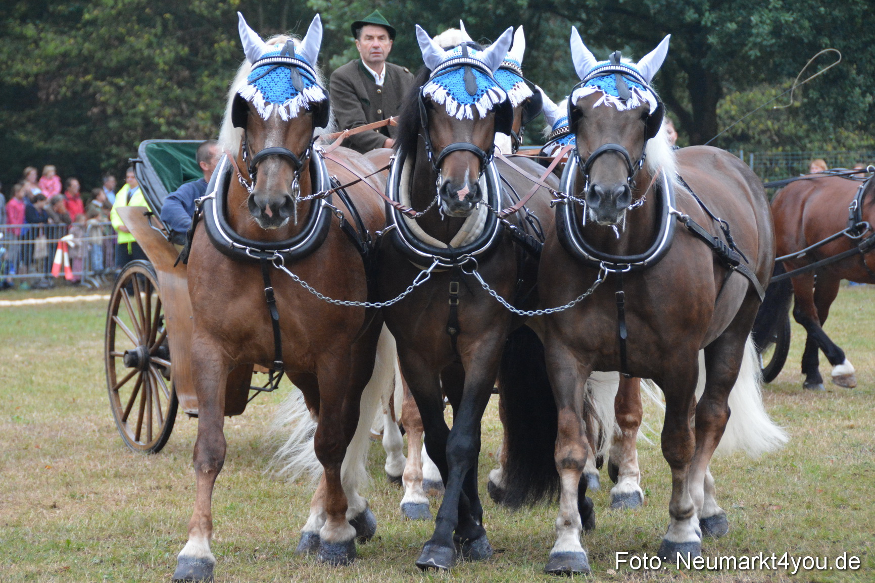 Pferde und Fohlenschau 170815 0151