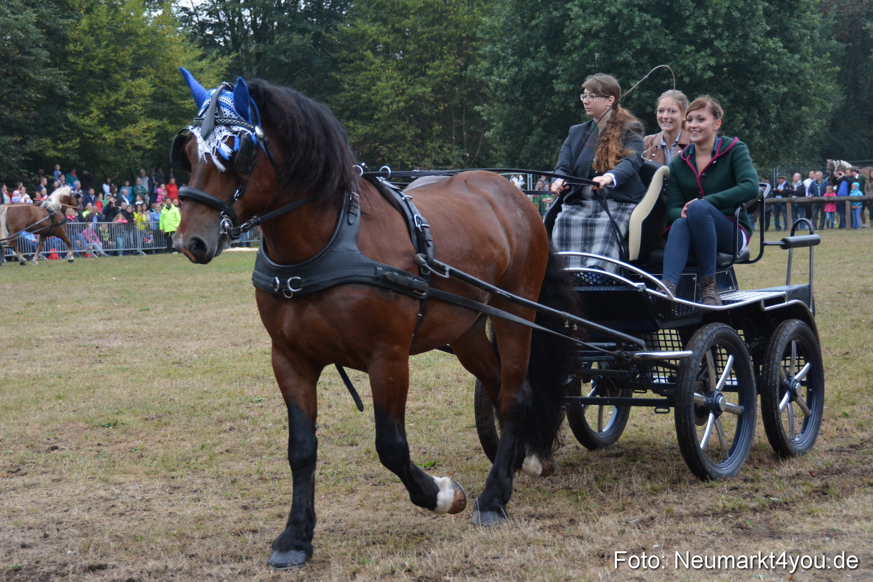 Pferde und Fohlenschau 170815 0152
