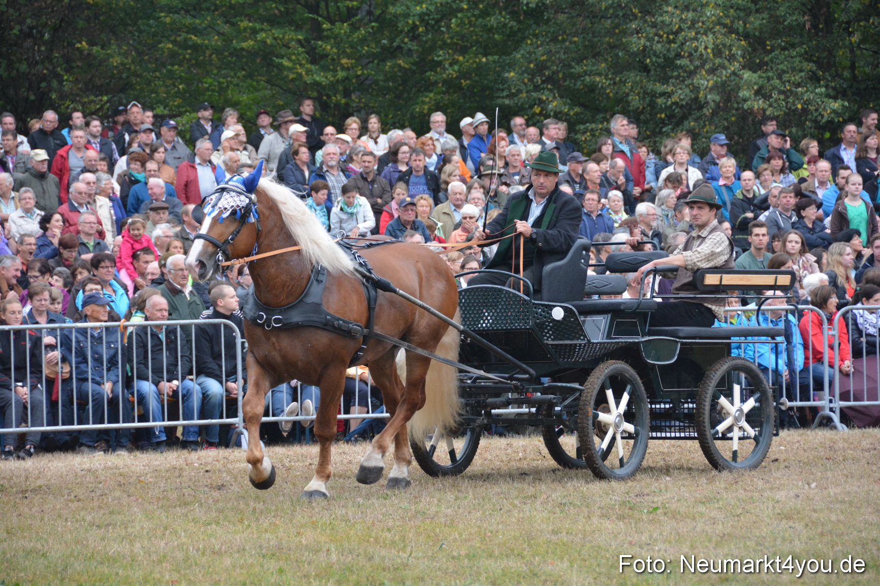 Pferde und Fohlenschau 170815 0161