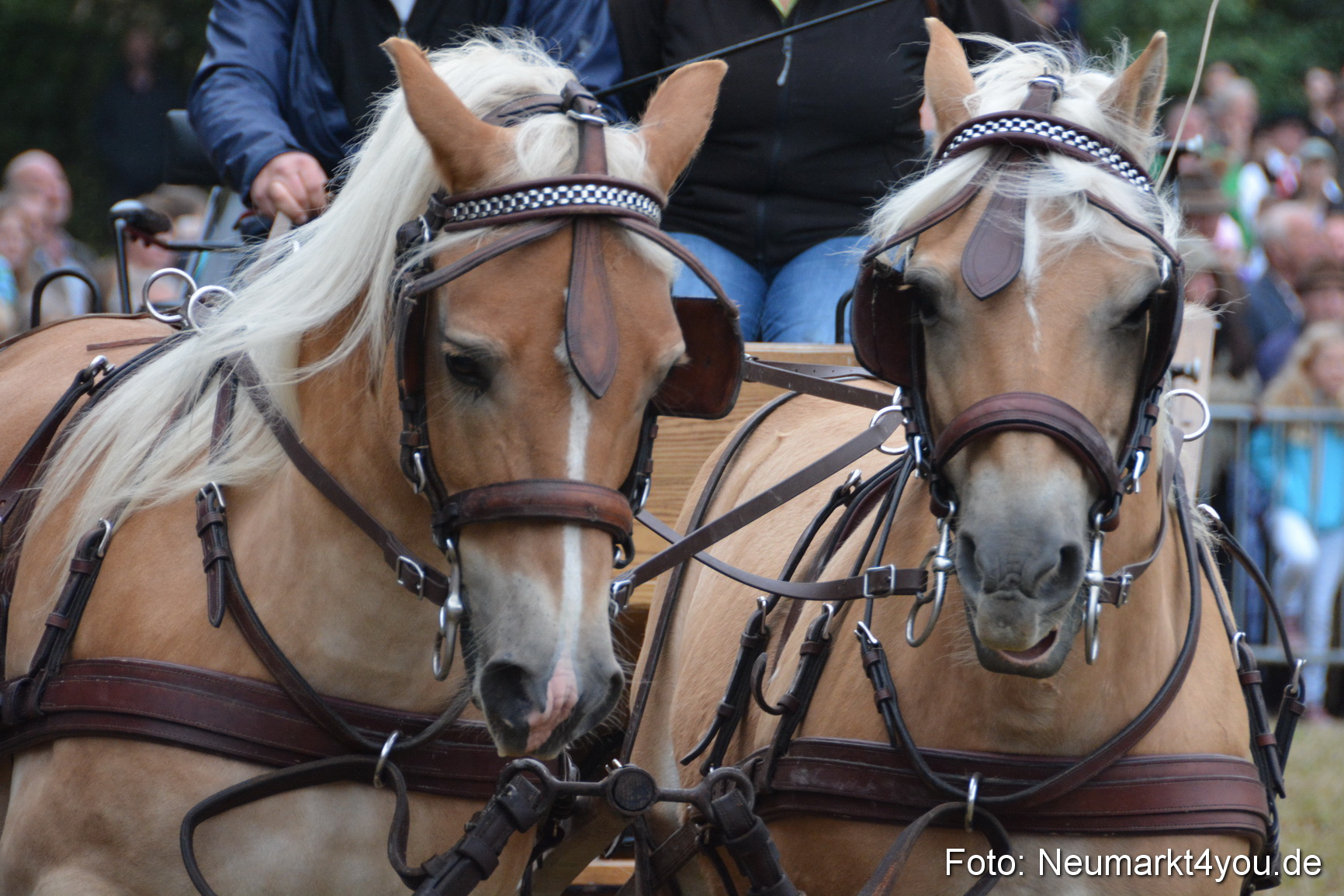Pferde und Fohlenschau 170815 0165