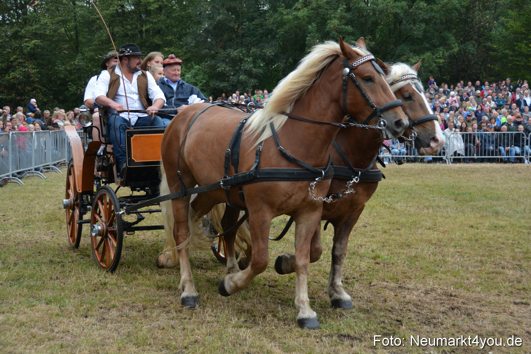 Pferde und Fohlenschau 170815 0187