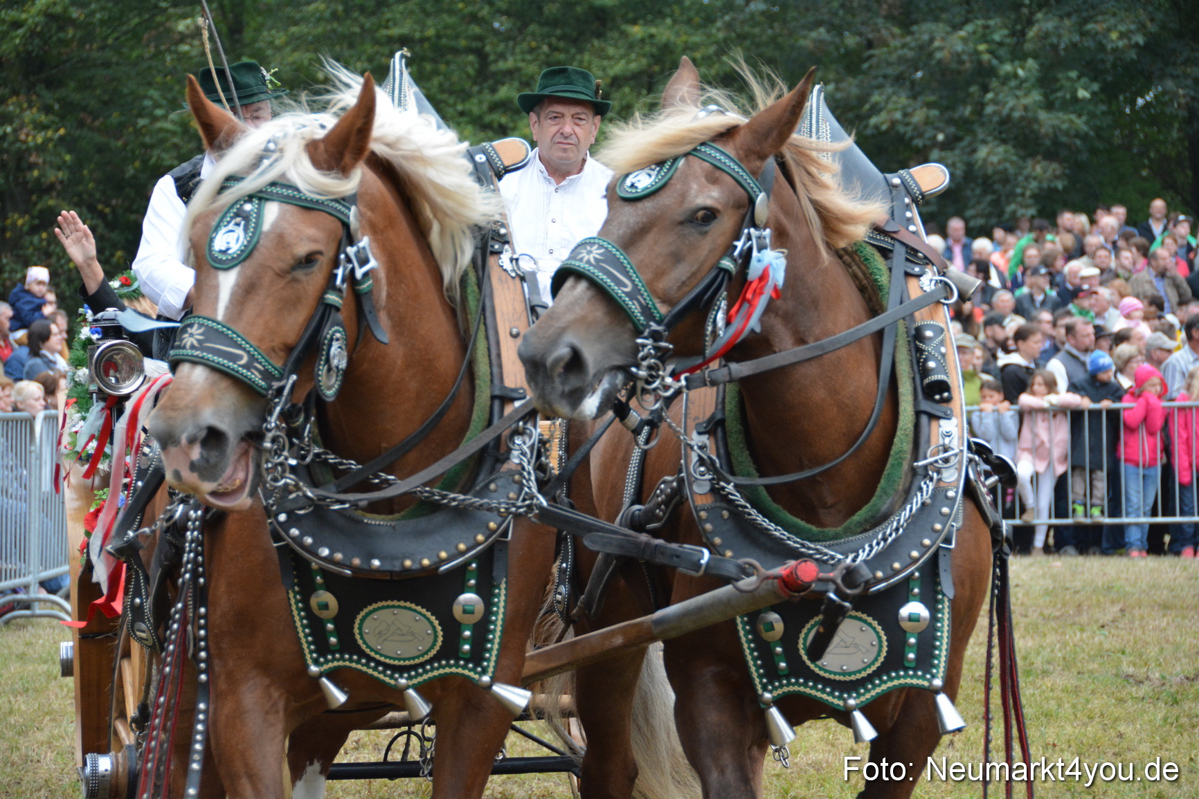 Pferde und Fohlenschau 170815 0191