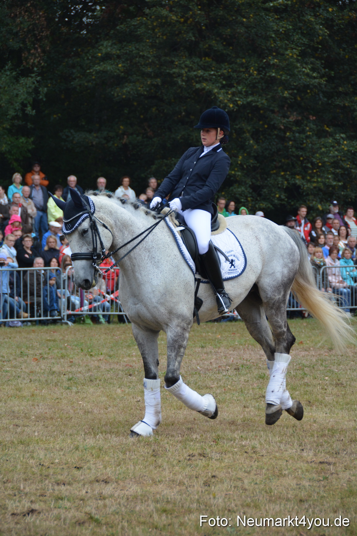 Pferde und Fohlenschau 170815 0196