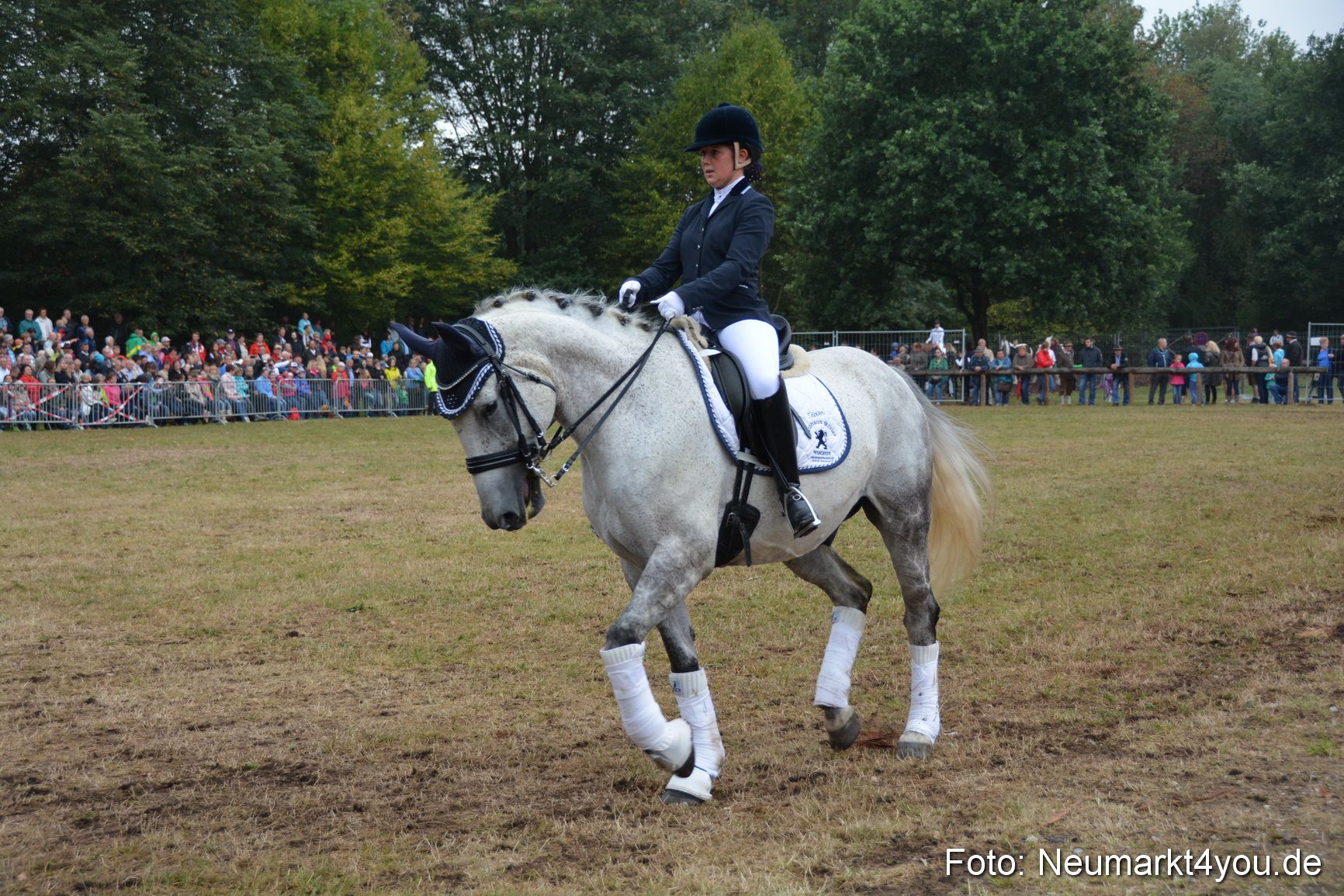 Pferde und Fohlenschau 170815 0198