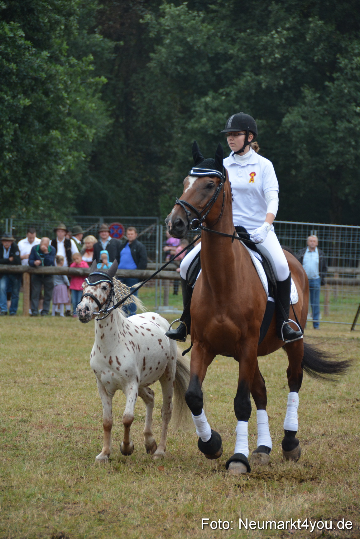 Pferde und Fohlenschau 170815 0202