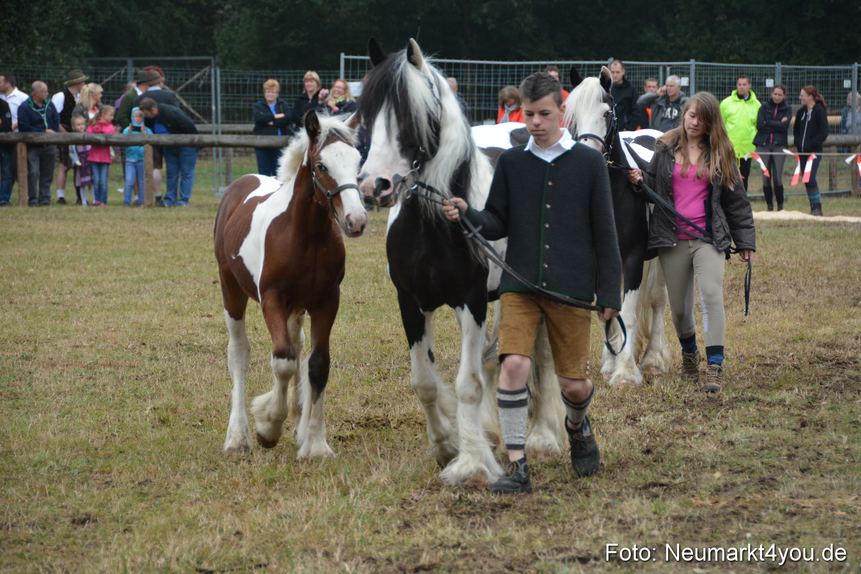 Pferde und Fohlenschau 170815 0203