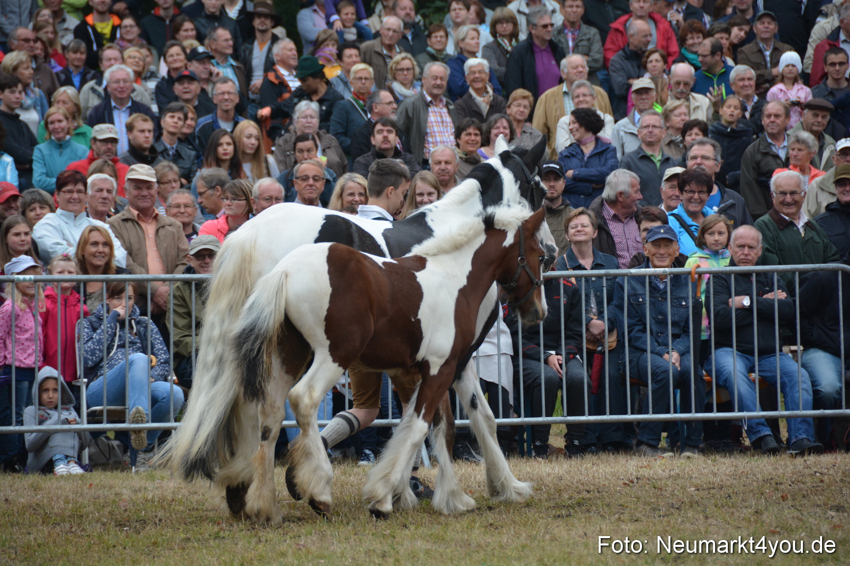 Pferde und Fohlenschau 170815 0206