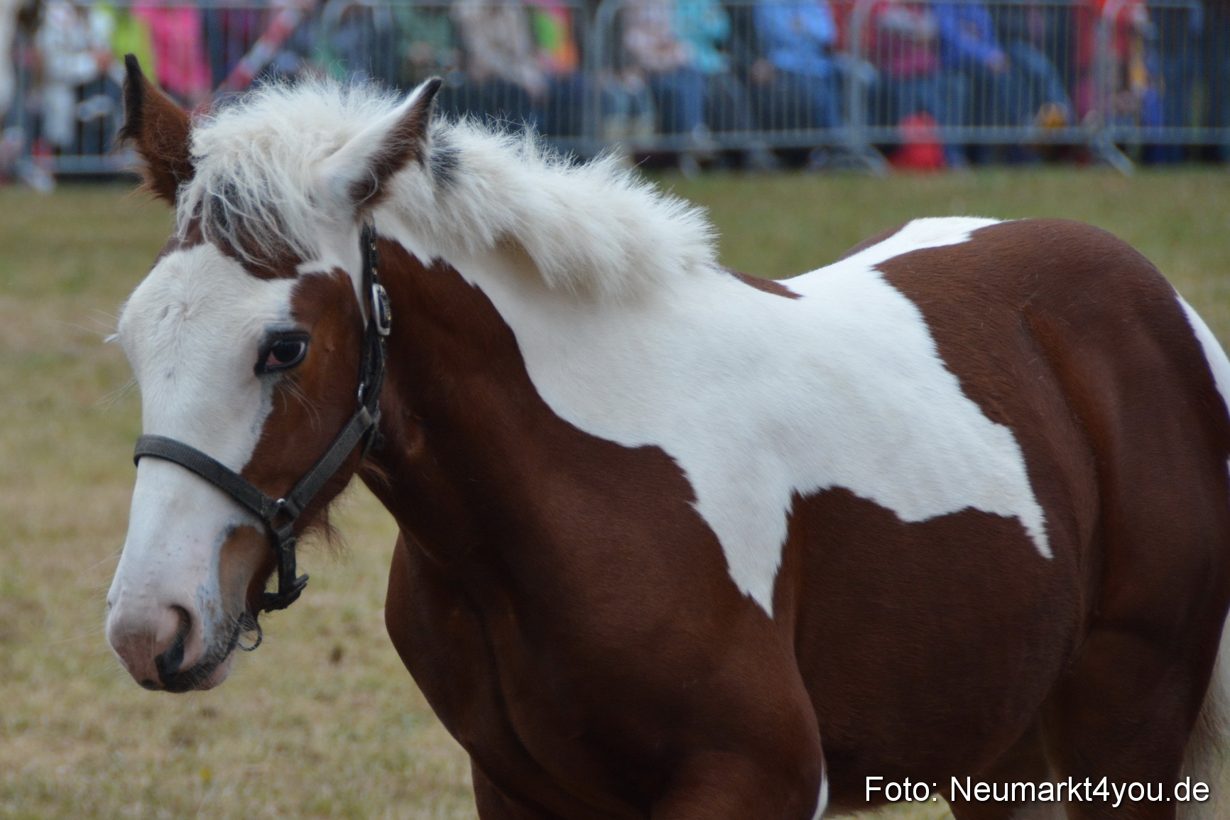 Pferde und Fohlenschau 170815 0211
