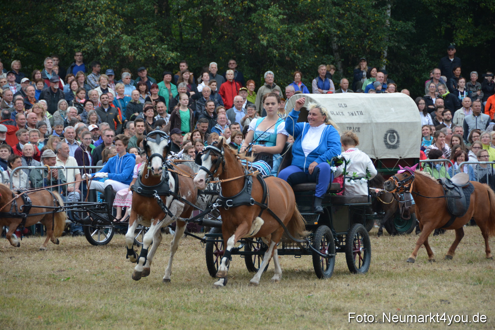 Pferde und Fohlenschau 170815 0214
