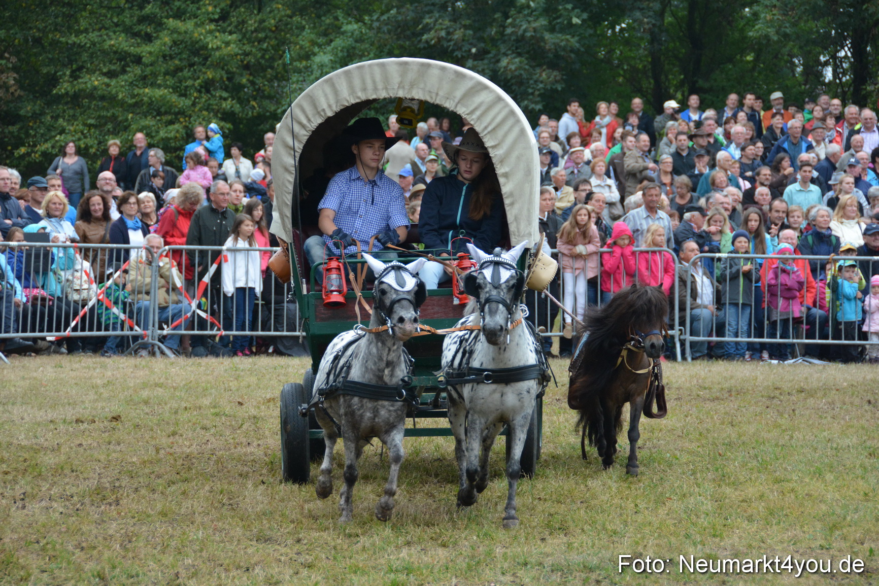 Pferde und Fohlenschau 170815 0217
