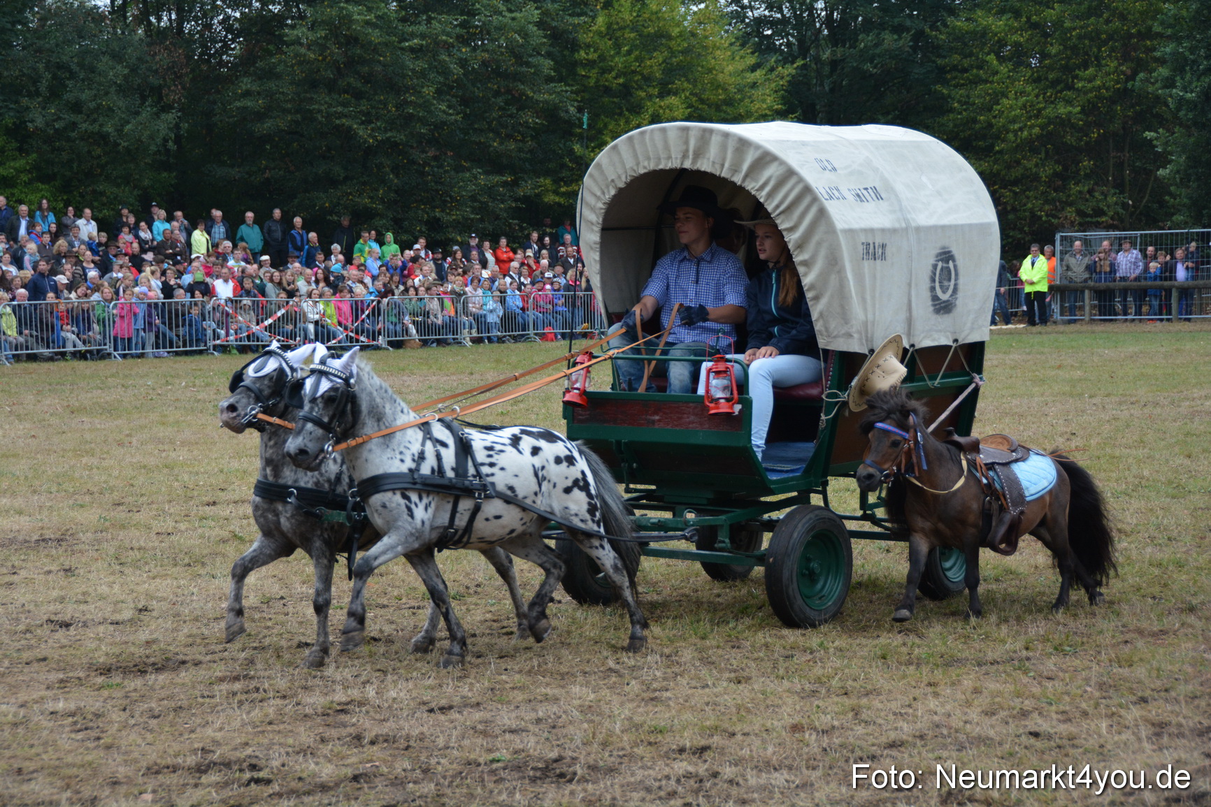 Pferde und Fohlenschau 170815 0223