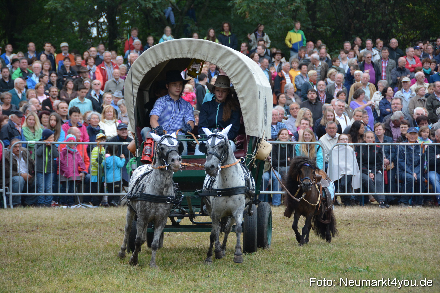 Pferde und Fohlenschau 170815 0226