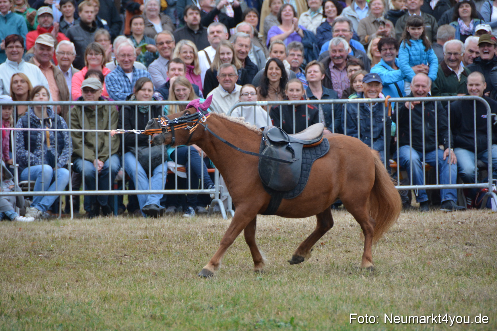 Pferde und Fohlenschau 170815 0228