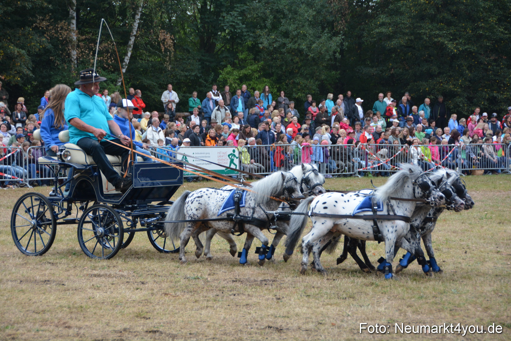 Pferde und Fohlenschau 170815 0243