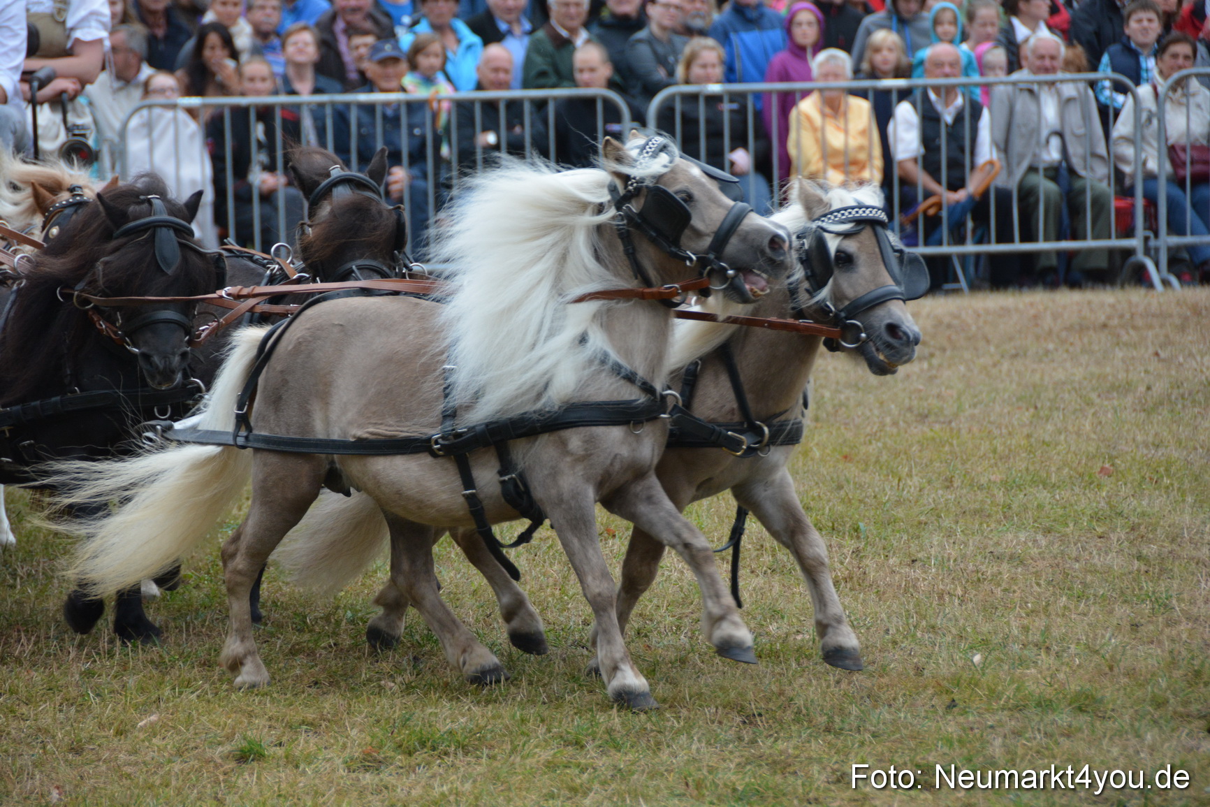 Pferde und Fohlenschau 170815 0245