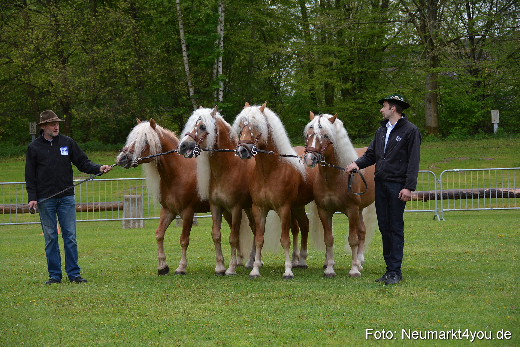 Haflingertreffen Fruehlingsfest 010515 0010