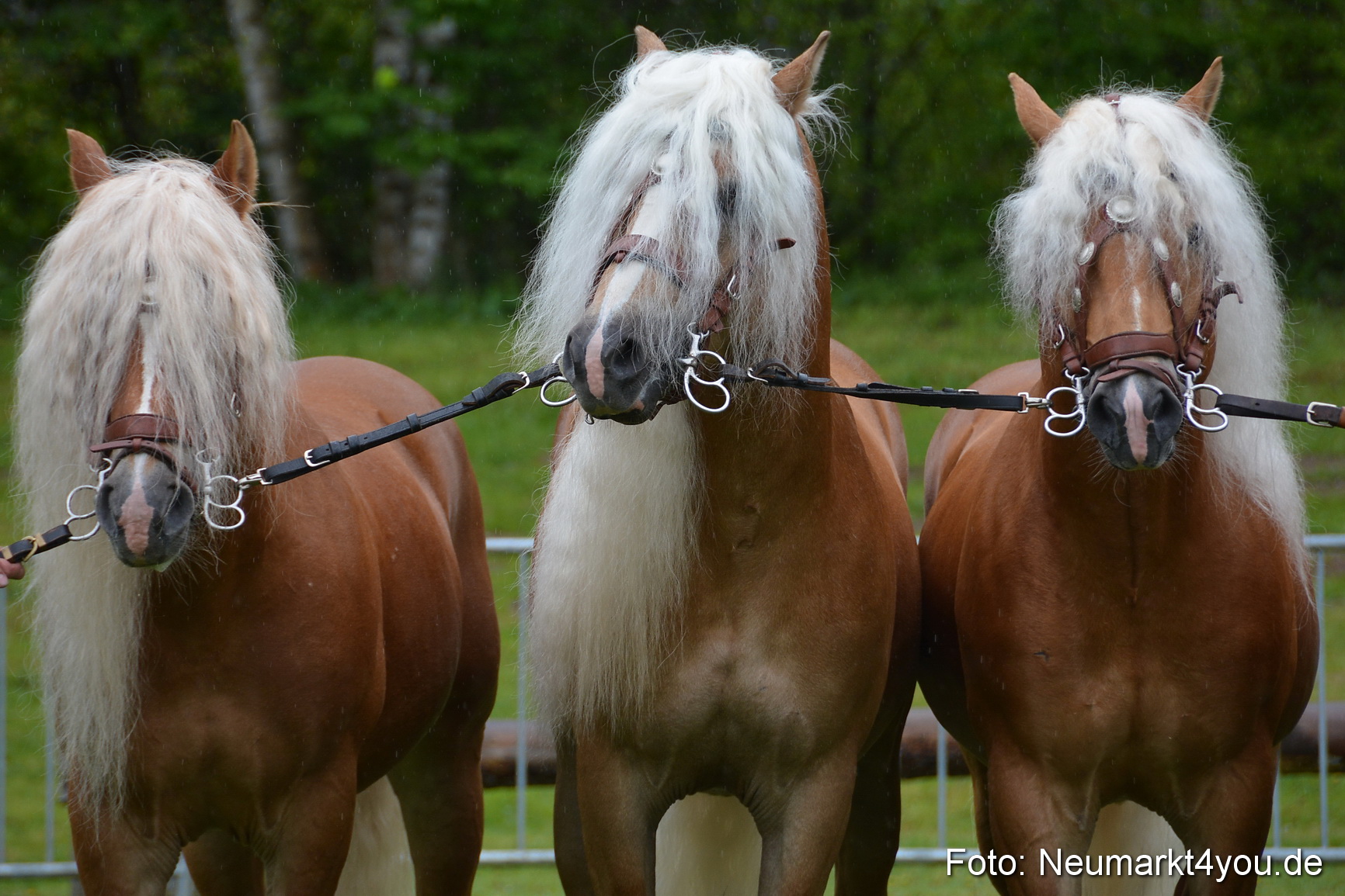 Haflingertreffen Fruehlingsfest 010515 0012