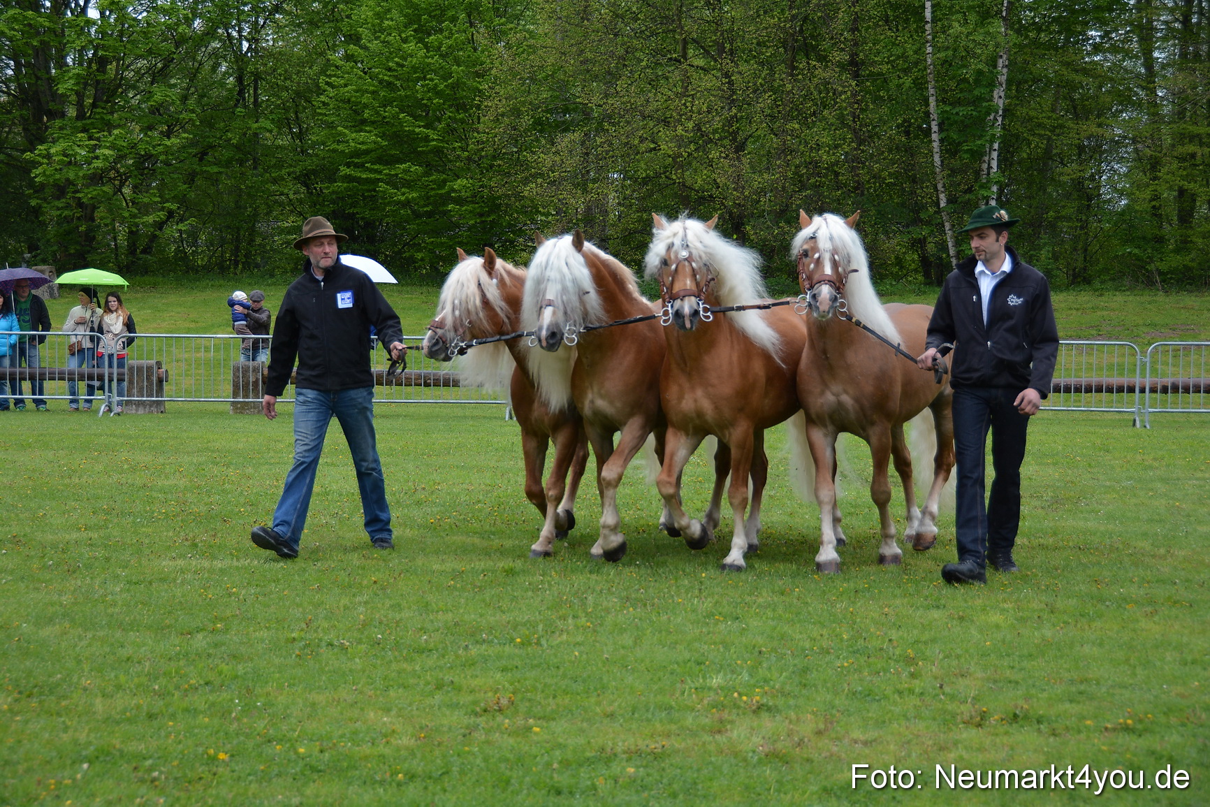 Haflingertreffen Fruehlingsfest 010515 0015