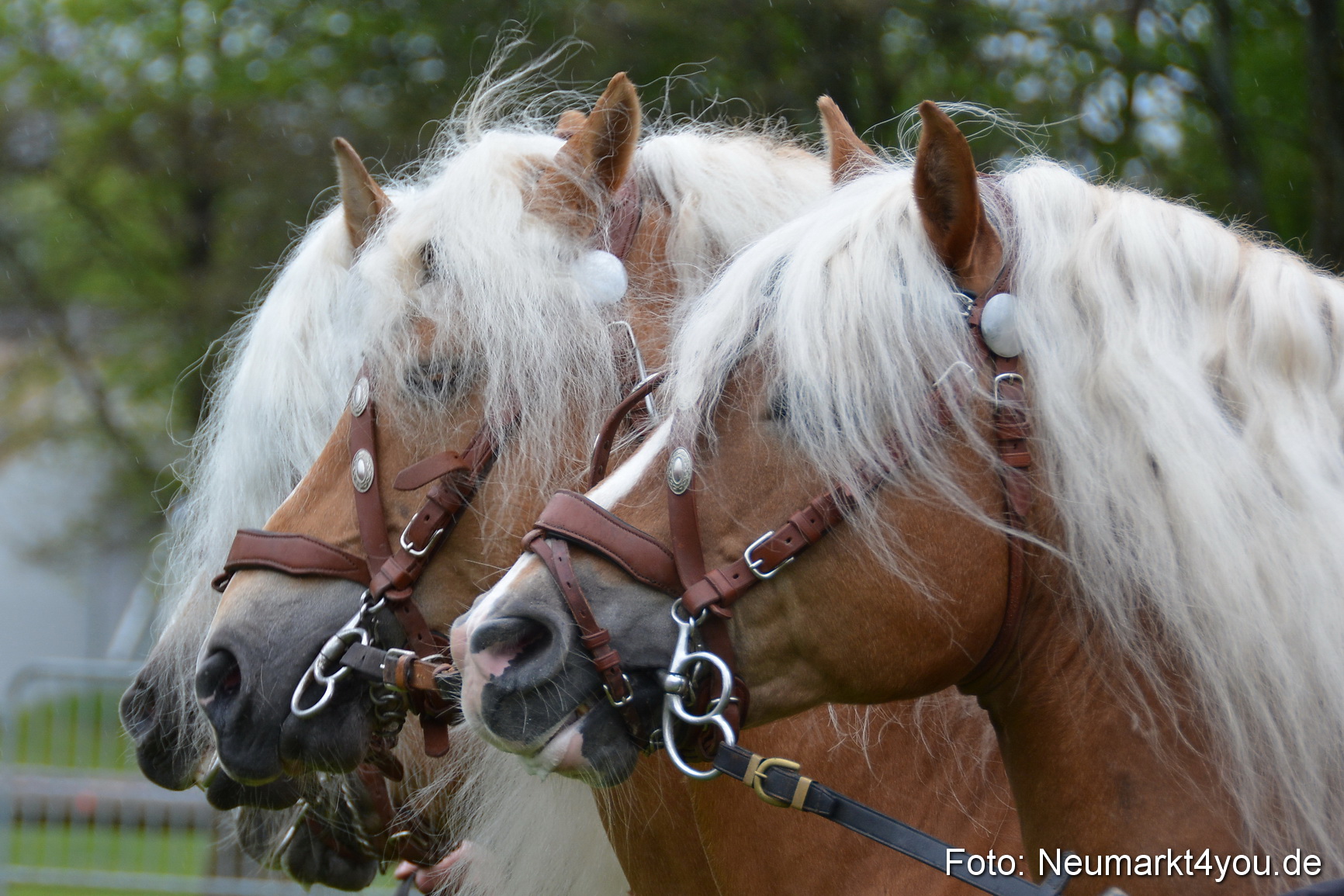 Haflingertreffen Fruehlingsfest 010515 0016