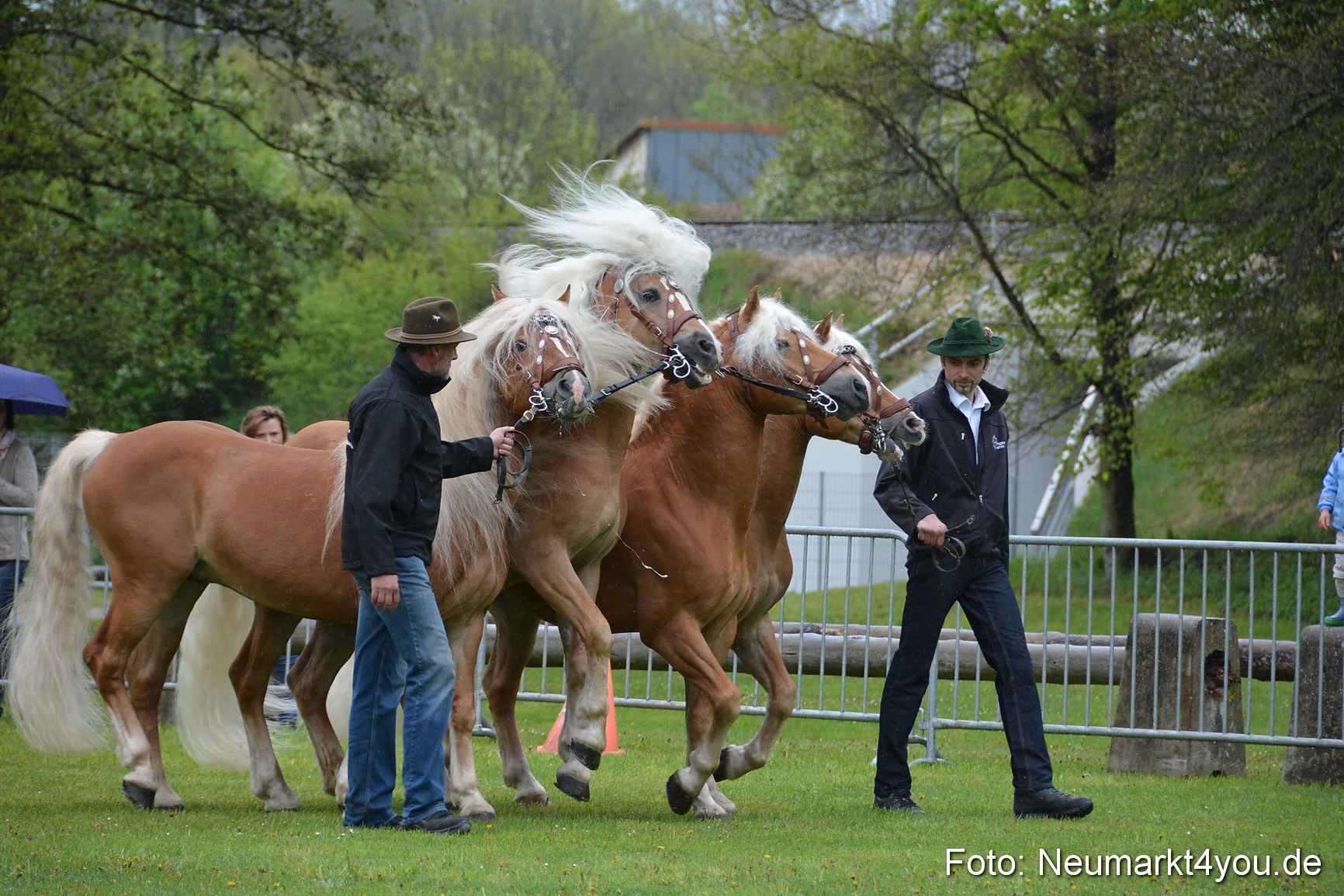 Haflingertreffen Fruehlingsfest 010515 0017