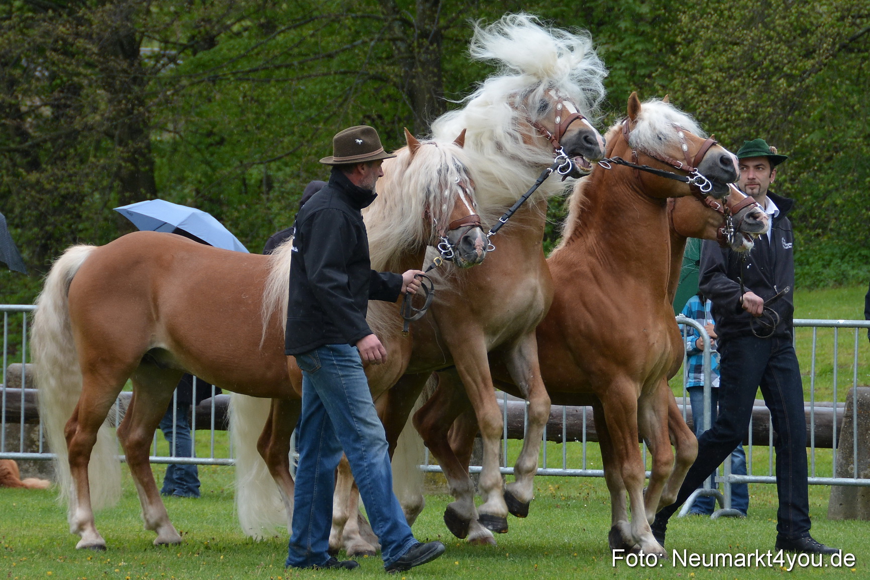 Haflingertreffen Fruehlingsfest 010515 0018