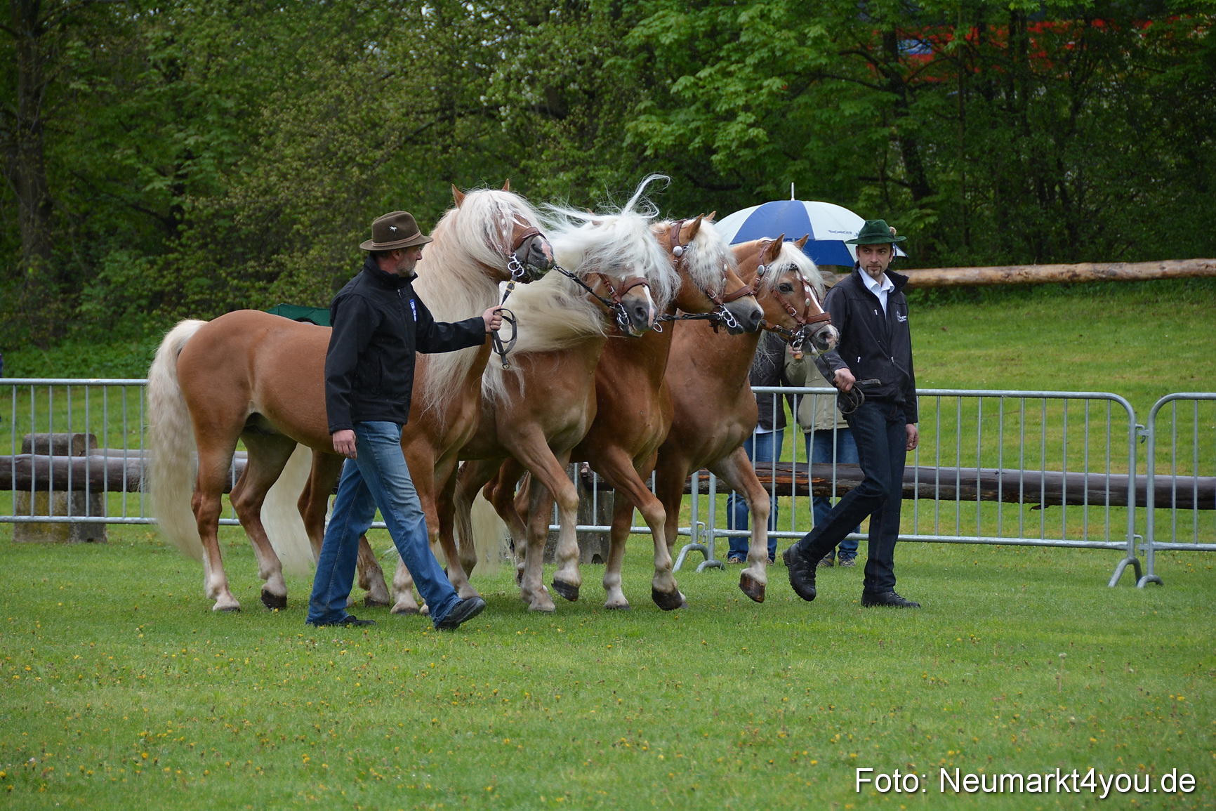 Haflingertreffen Fruehlingsfest 010515 0019