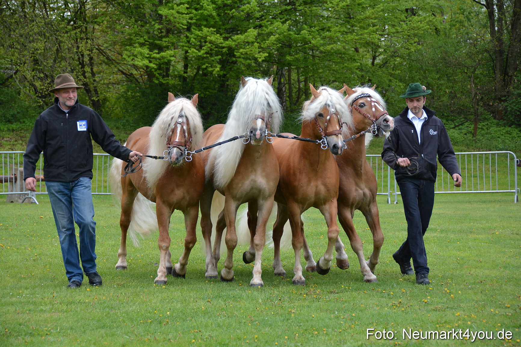 Haflingertreffen Fruehlingsfest 010515 0020