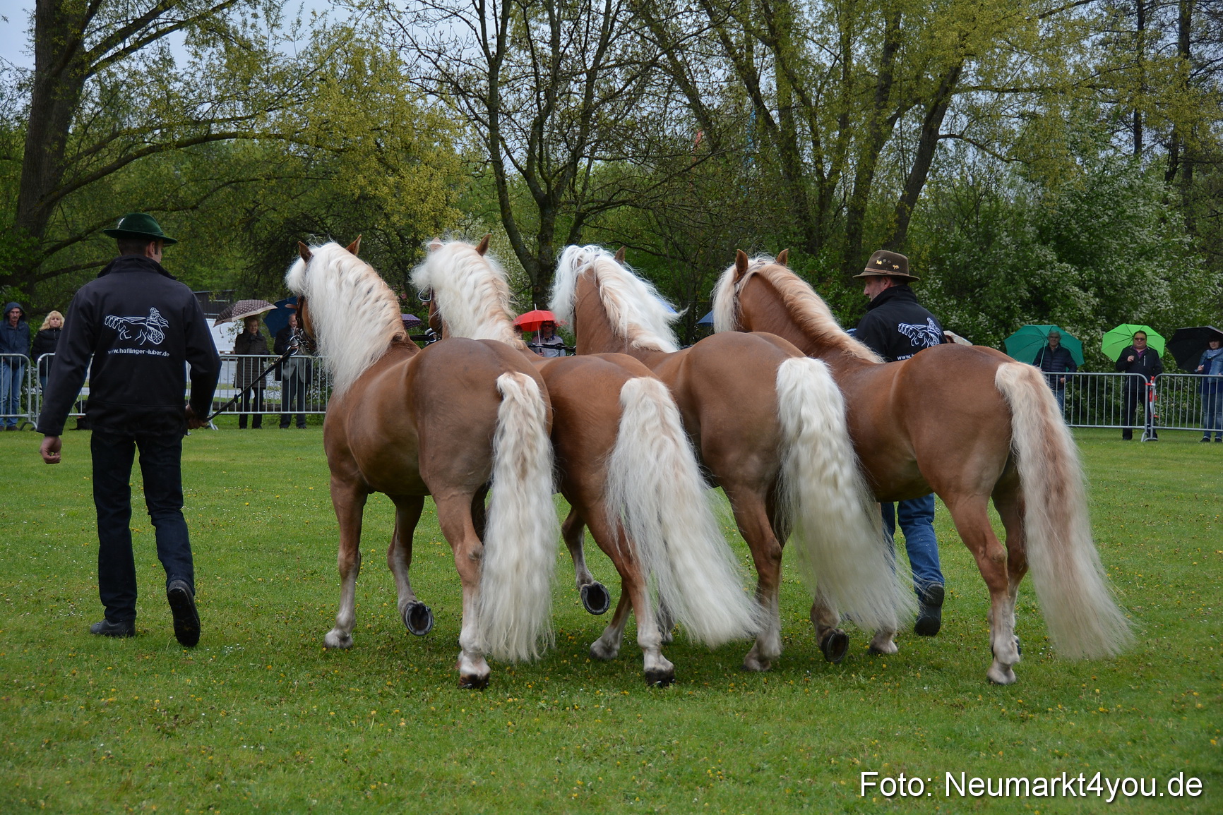 Haflingertreffen Fruehlingsfest 010515 0022