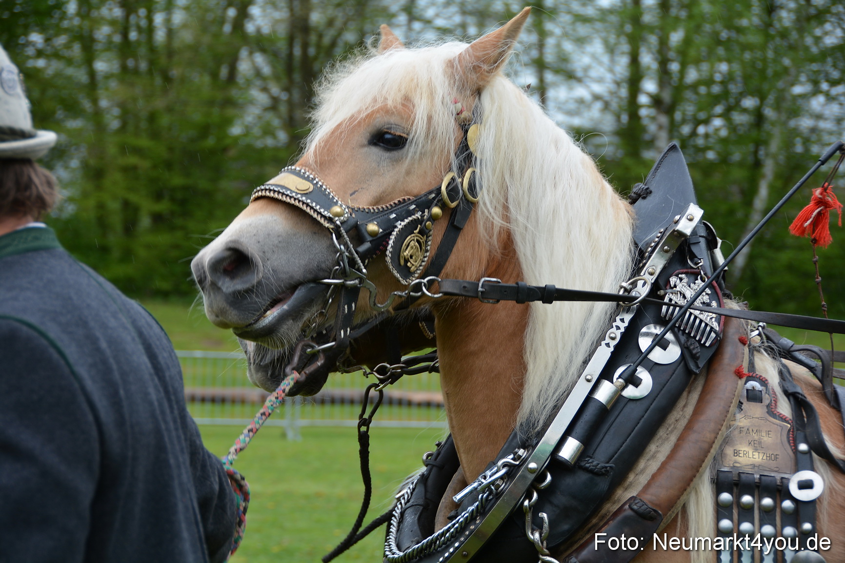Haflingertreffen Fruehlingsfest 010515 0025
