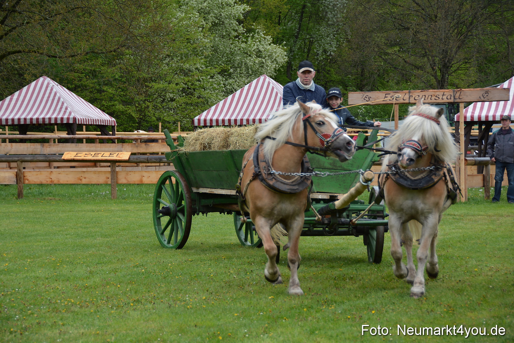 Haflingertreffen Fruehlingsfest 010515 0026
