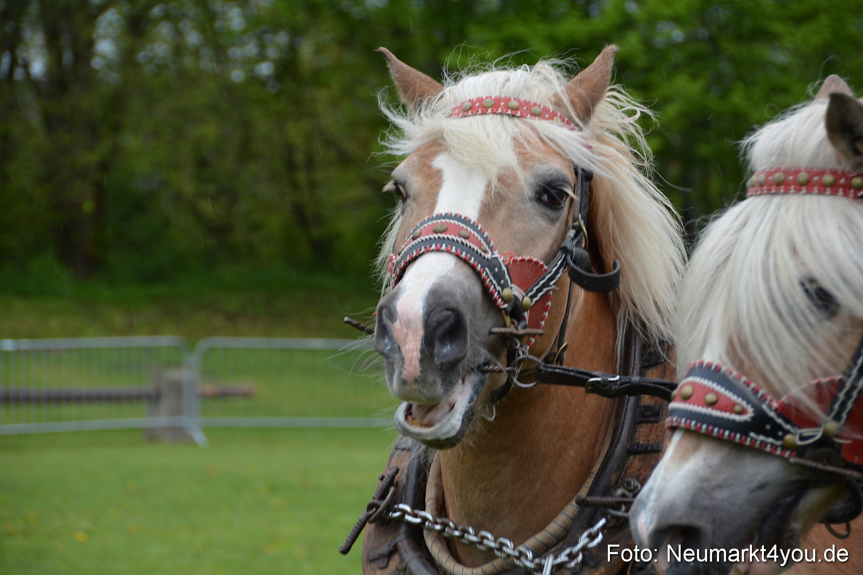Haflingertreffen Fruehlingsfest 010515 0027