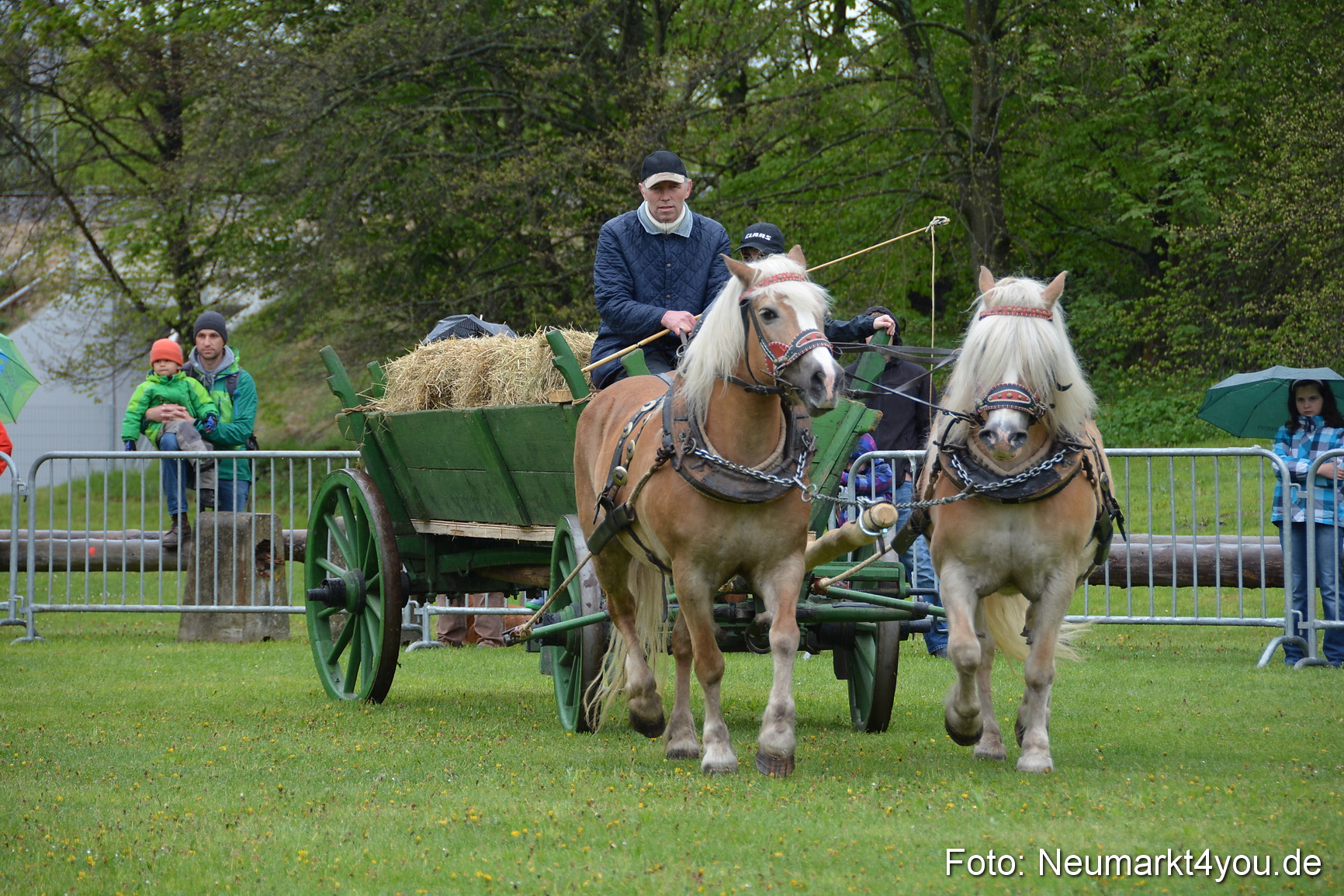 Haflingertreffen Fruehlingsfest 010515 0028