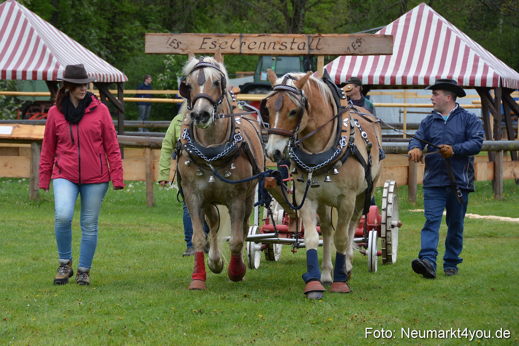 Haflingertreffen Fruehlingsfest 010515 0031