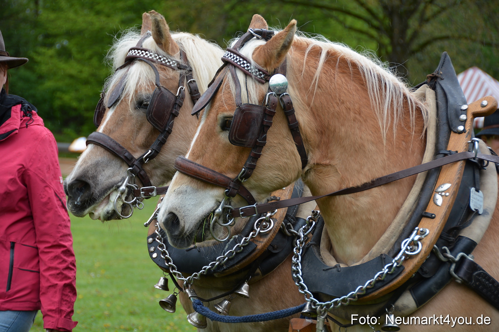 Haflingertreffen Fruehlingsfest 010515 0032