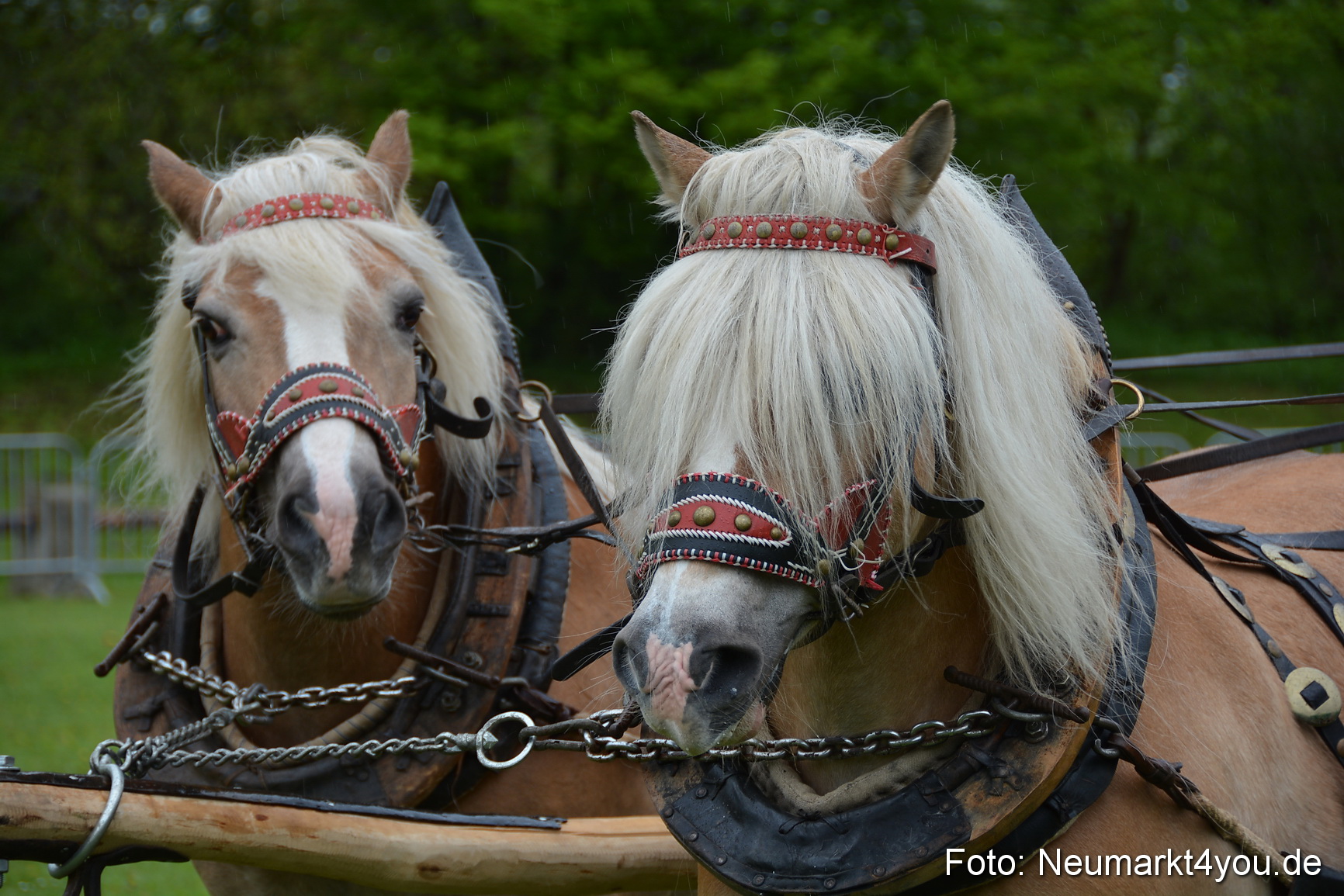Haflingertreffen Fruehlingsfest 010515 0033