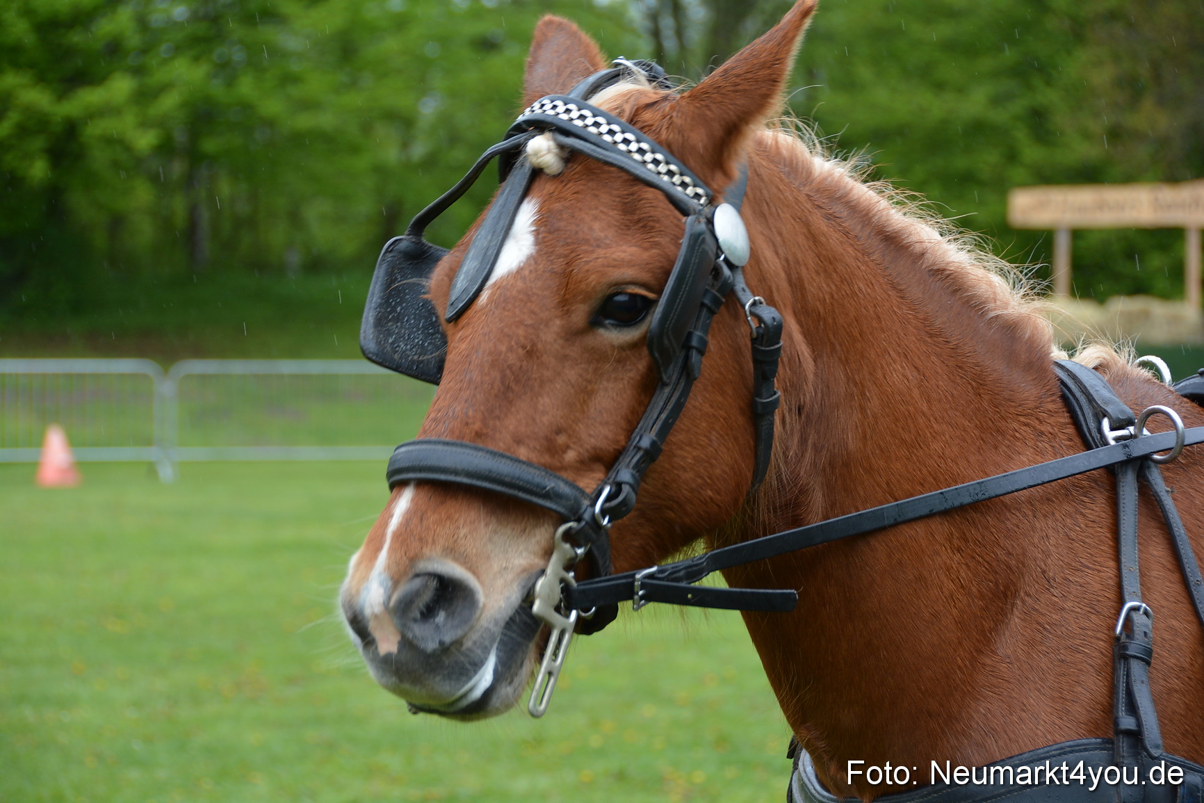 Haflingertreffen Fruehlingsfest 010515 0036