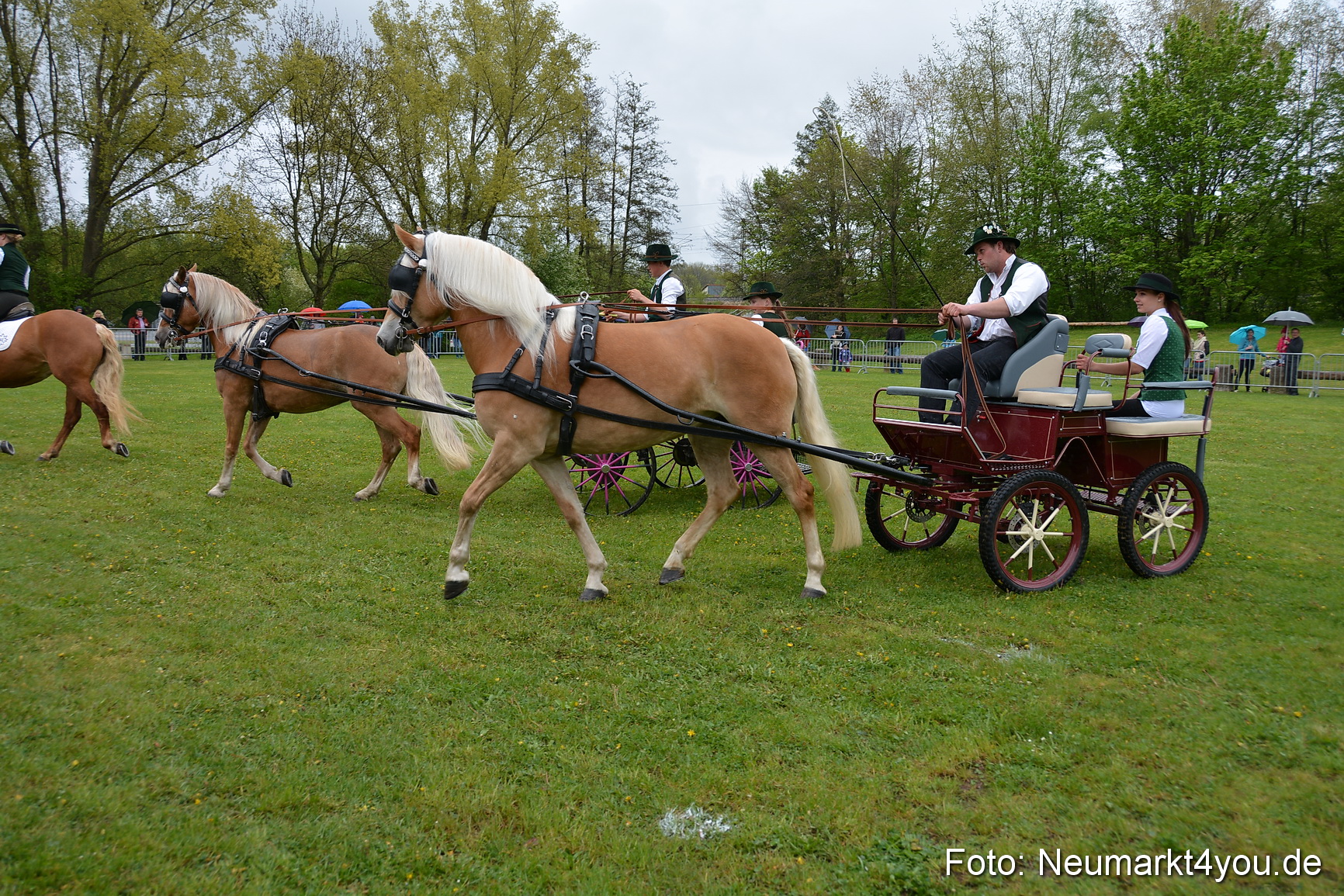 Haflingertreffen Fruehlingsfest 010515 0046
