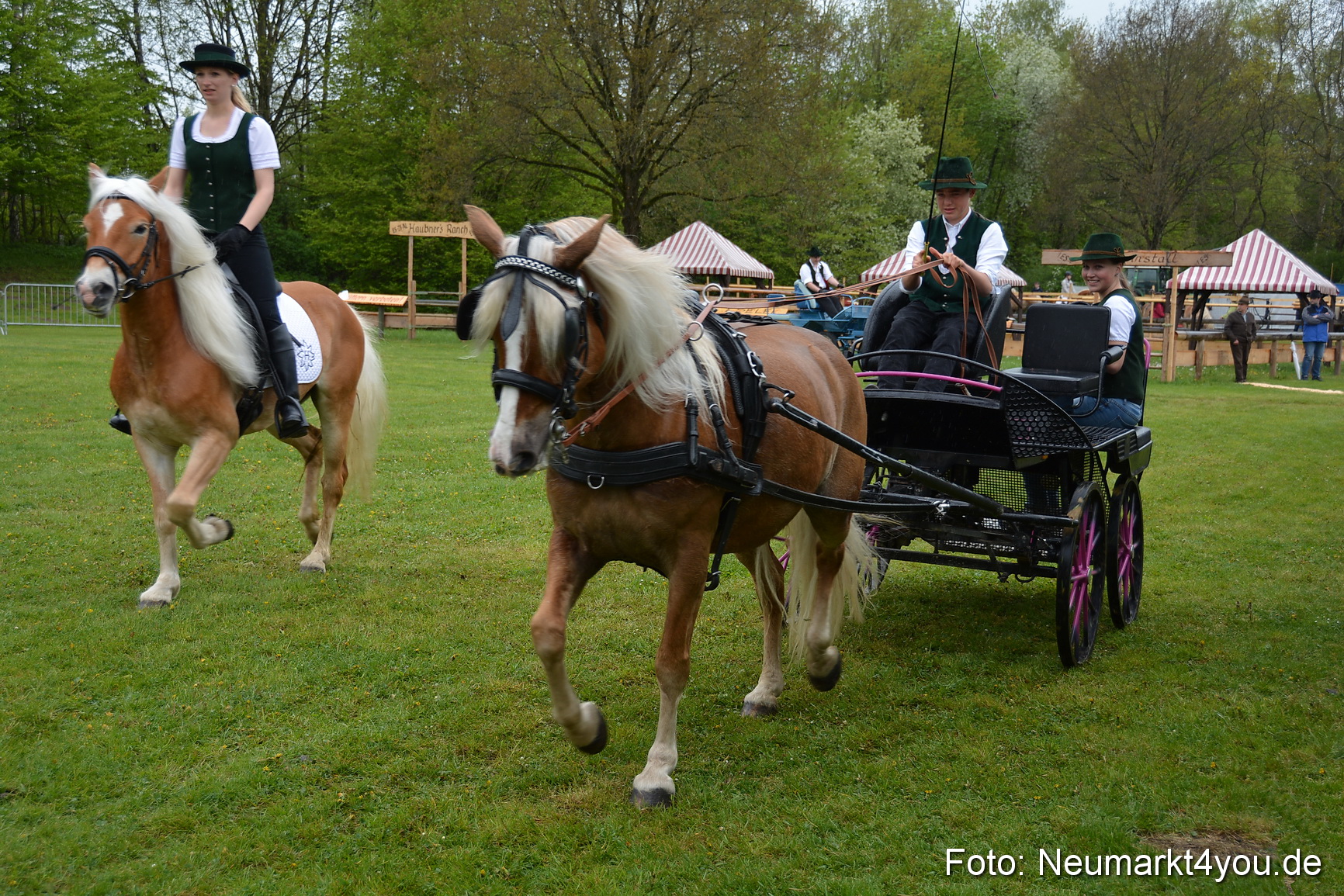 Haflingertreffen Fruehlingsfest 010515 0071