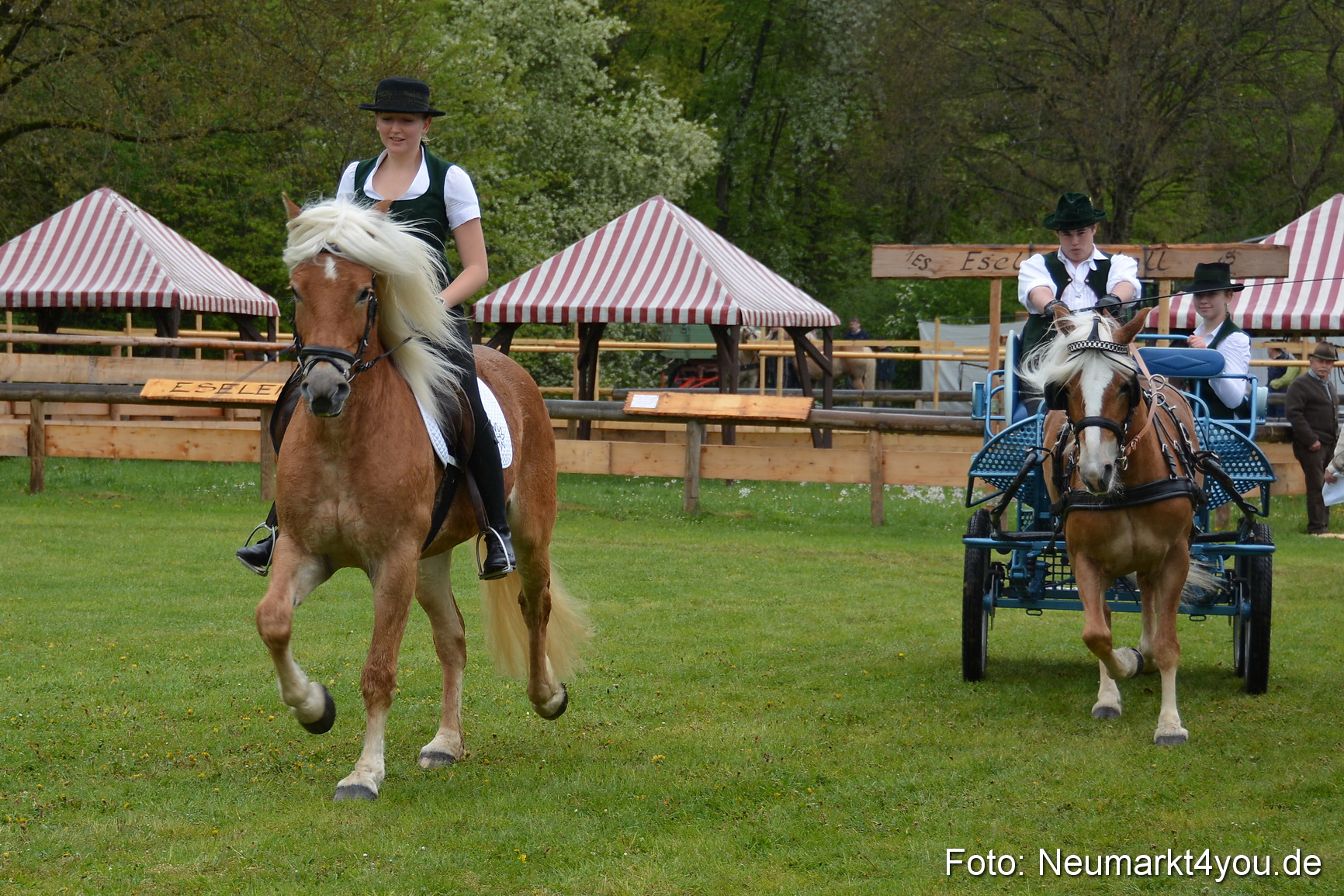 Haflingertreffen Fruehlingsfest 010515 0072
