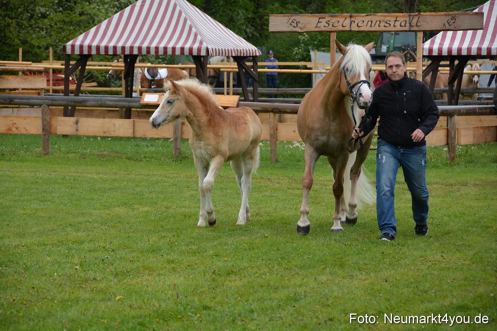 Haflingertreffen Fruehlingsfest 010515 0082