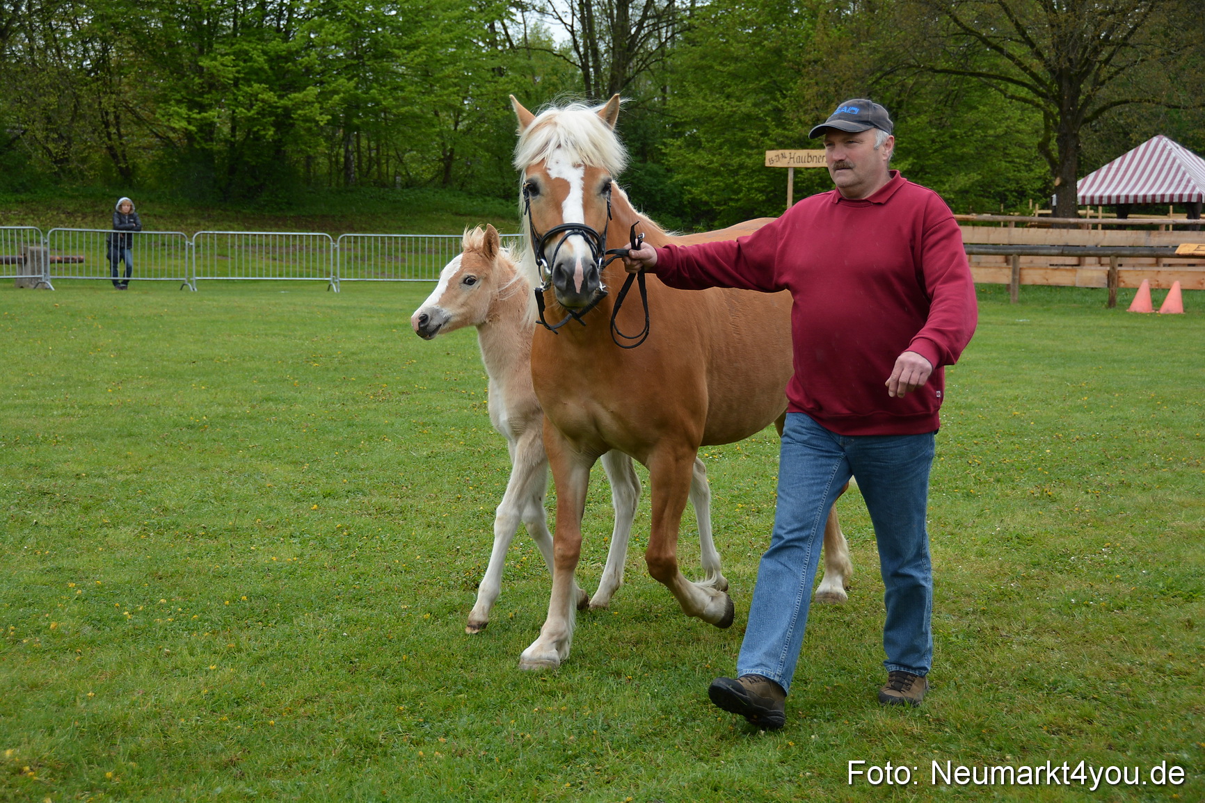 Haflingertreffen Fruehlingsfest 010515 0083
