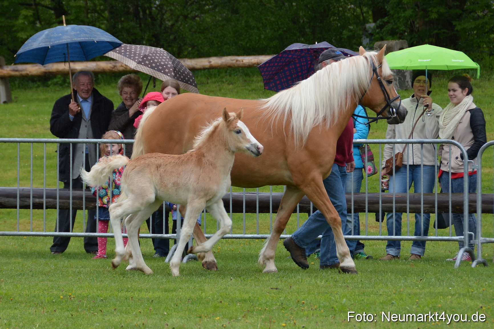 Haflingertreffen Fruehlingsfest 010515 0085