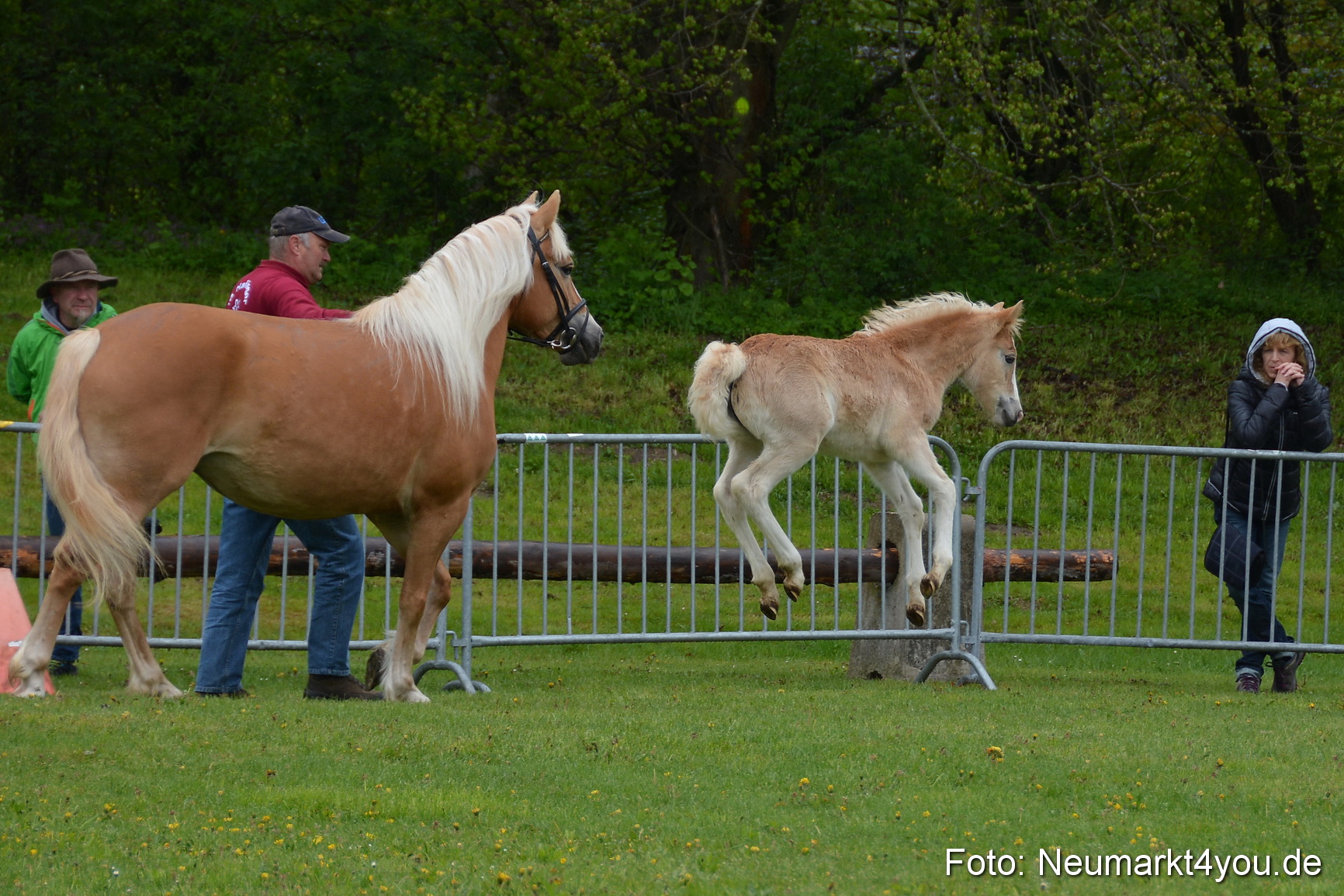 Haflingertreffen Fruehlingsfest 010515 0086