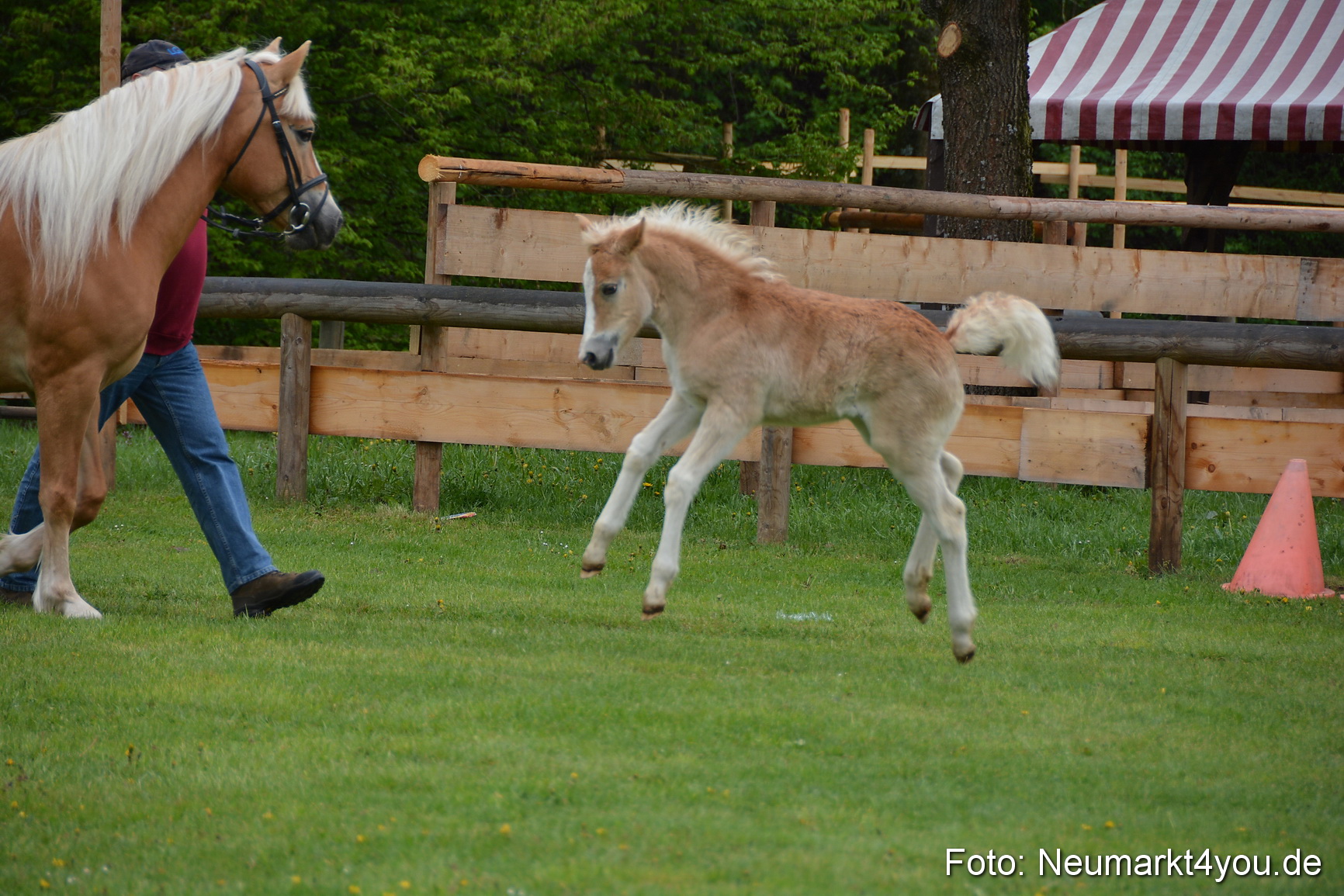 Haflingertreffen Fruehlingsfest 010515 0087