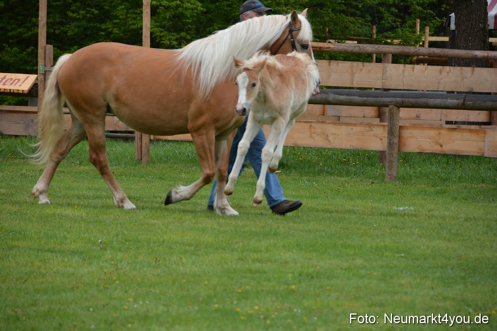 Haflingertreffen Fruehlingsfest 010515 0088